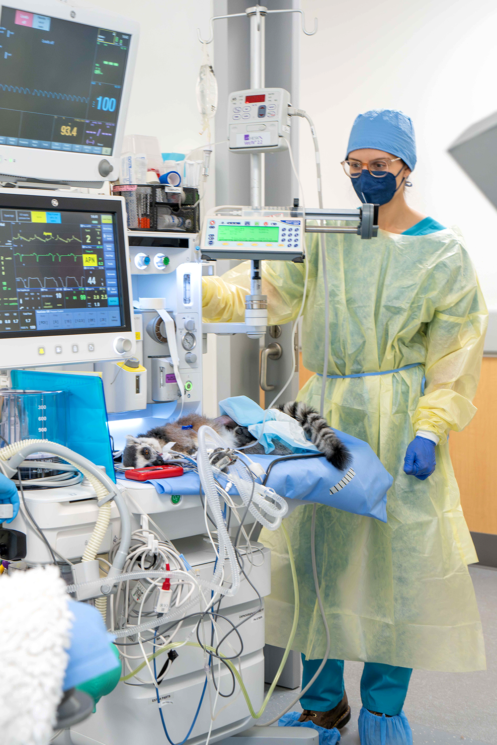 A vet monitoring a procedure on a red panda at the Advanced Veterinary Surgery Center.